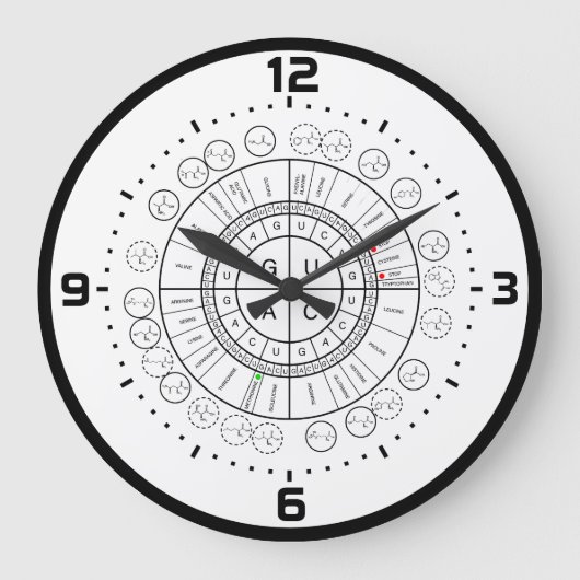 mRNA naar AMINOZUUR CODON WHEEL Grote Klok (Voorkant)