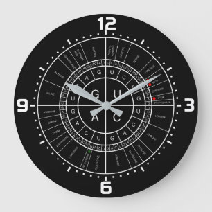 mRNA naar AMINOZUUR CODON WHEEL Grote Klok