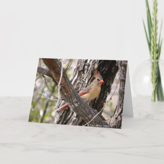 Mrs Cardinal-2004 Kaart
