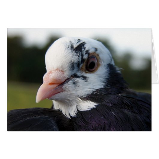 Mrs Pigeon (Voorkant Horizontaal)