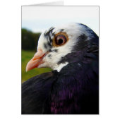 Mrs Pigeon All Occasions (Voorkant)