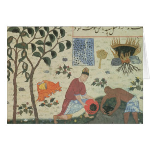 Ms Pers 332 Pepper tree and Preparate pepper