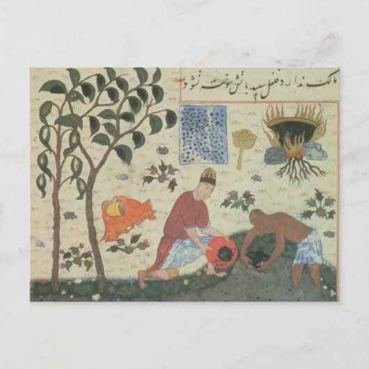 Ms Pers 332 Pepper tree and Preparate pepper Briefkaart (Voorkant)