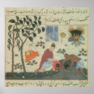 Ms Pers 332 Pepper tree and Preparate pepper Poster