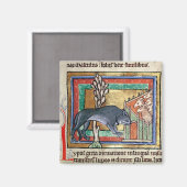 MS Roy A wolf buiten een schaap Magneet (Voorkant / Achterkant)