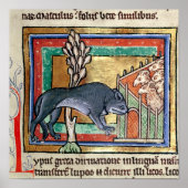 MS Roy A wolf buiten een schaap Poster (Voorkant)