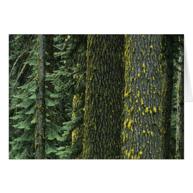 Mt. Ashland, Rogue RIver Nationaal bos, (Voorkant Horizontaal)
