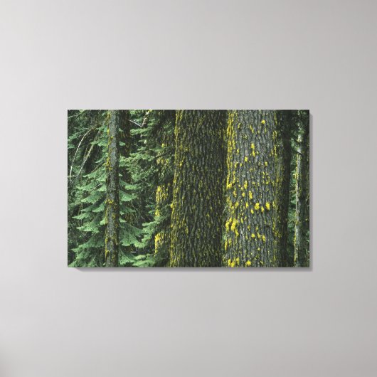 Mt. Ashland, Rogue RIver Nationaal Bos, Canvas Afdruk (Voorkant)