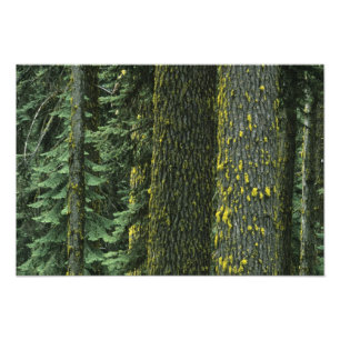 Mt. Ashland, Rogue RIver Nationaal bos, Foto Afdruk
