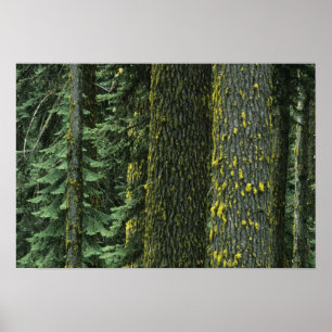 Mt. Ashland, Rogue RIver Nationaal bos, Poster