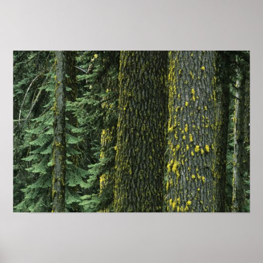 Mt. Ashland, Rogue RIver Nationaal bos, Poster (Voorkant)