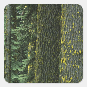 Mt. Ashland, Rogue RIver Nationaal bos, Vierkante Sticker