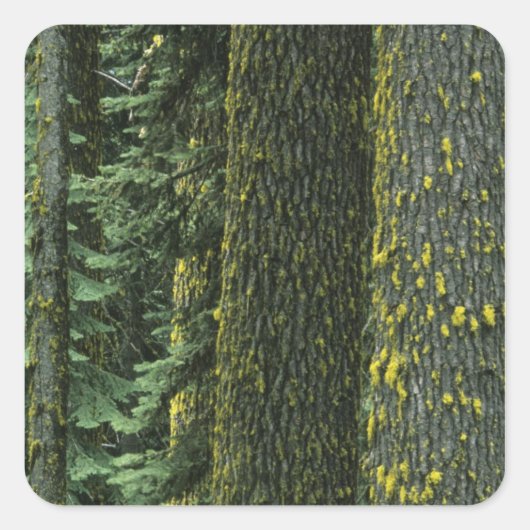 Mt. Ashland, Rogue RIver Nationaal bos, Vierkante Sticker (Voorkant)