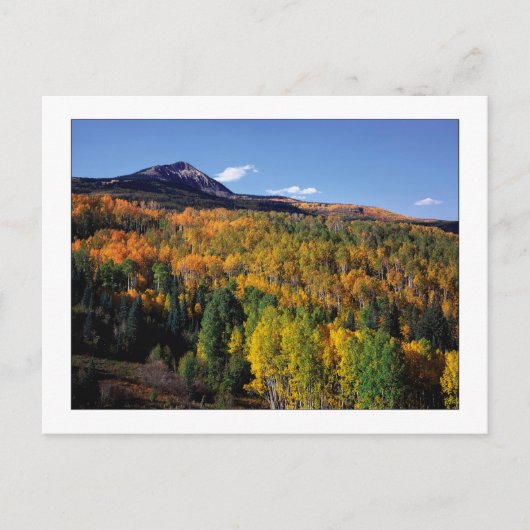 "Mt. Baldy - Aspen Tree Flow" Briefkaart (Voorkant)