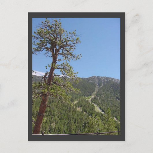 Mt Charleston Briefkaart (Voorkant)