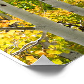 Mt. Charleston NV Autumn Aspen 16"x 20" Poster (Hoek)