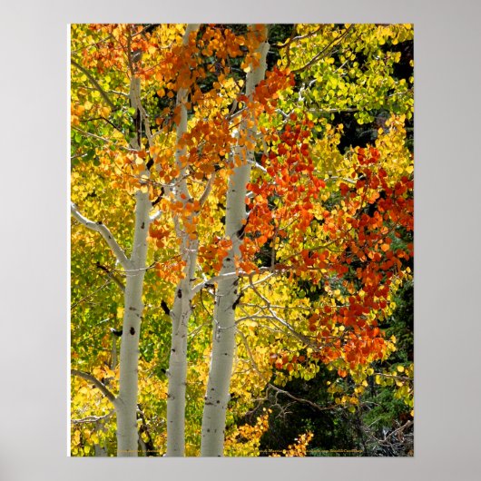 Mt. Charleston NV Autumn Aspen 16"x 20" Poster (Voorkant)