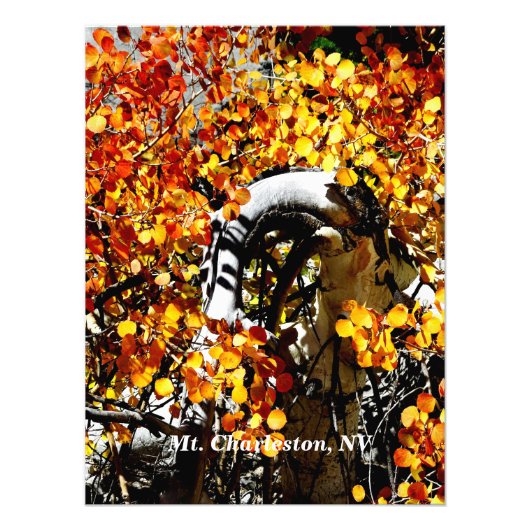 Mt. Charleston NV Autumn Aspen Photo Print Foto Afdruk (Voorkant)