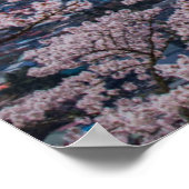 Mt Fuji en Cherry Blossom Poster (Hoek)
