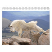 Mt Goats on Mt Evans, Colorado Kalender (Hoes)
