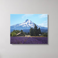 Mt Hood Lavender Fields