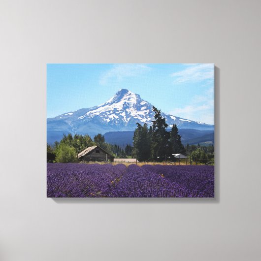 Mt Hood Lavender Fields Canvas Afdruk (Voorkant)