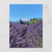 Mt Hood Oregon Briefkaart (Voorkant)