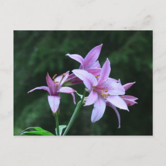 Mt Jefferson Oregon Flora Flower Wildflower Briefkaart