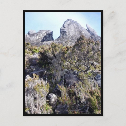 mt kinabalu planten briefkaart (Voorkant)