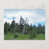 Mt. Mitchell Briefkaart (Voorkant)