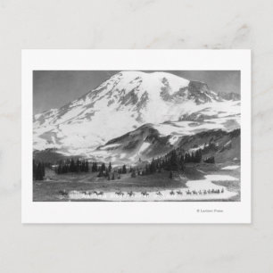 Mt. Rainier, WA Crossing Mazama Ridge on Horse Briefkaart
