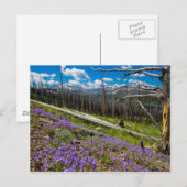 Mt. Washburn Briefkaart (Voorkant / Achterkant)
