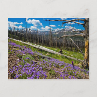 Mt. Washburn Briefkaart