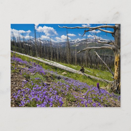 Mt. Washburn Briefkaart (Voorkant)