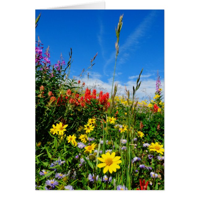 Mt. Wildbloemen (Voorkant)