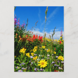 Mt. Wildbloemen Briefkaart