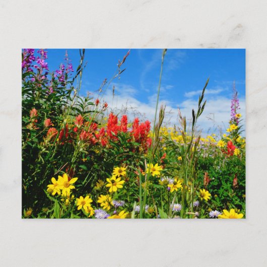 Mt. Wildbloemen Briefkaart (Voorkant)