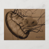 MTV 3 BRIEFKAART (Voorkant)