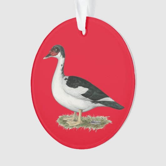 Mucovy Black Pied Duck Ornament (voorkant)