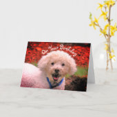 Mud Faced Poodle Cute Birthday Kaart (Gele Bloem)
