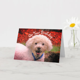Mud Faced Poodle Cute Birthday Kaart