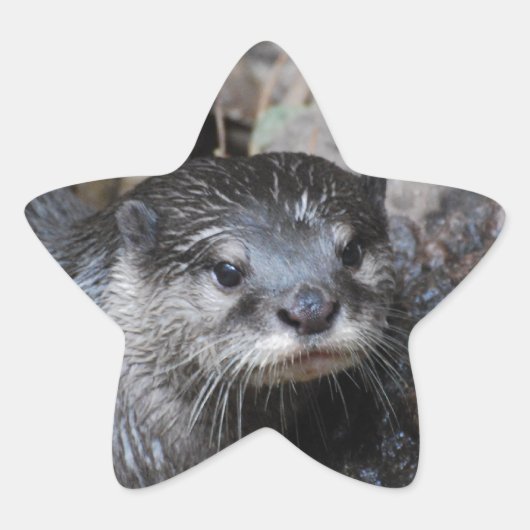 Muddy Otter Ster Sticker (Voorkant)