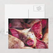 Muddy Piglet Briefkaart (Voorkant / Achterkant)