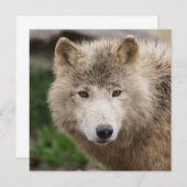 Muddy White Wolf (Voorkant / Achterkant)