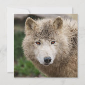 Muddy White Wolf (Voorkant)