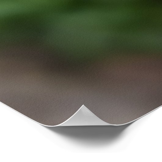 Muddy White Wolf Poster (Hoek)