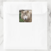 Muddy White Wolf Vierkante Sticker (Tas)