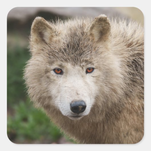 Muddy White Wolf Vierkante Sticker (Voorkant)