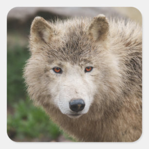 Muddy White Wolf Vierkante Sticker