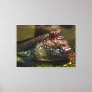 Mudskipper Amphibious Fish Oxudercinae Canvas Afdruk